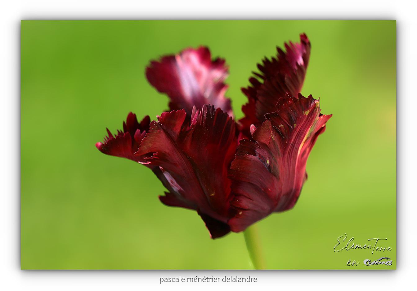 Tulipe Perroquet Black Parrot