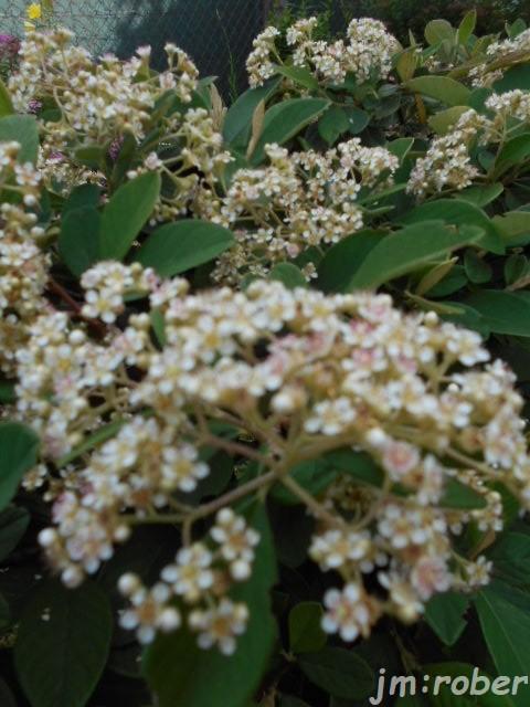 le petit tour du jardinier du matin (3)