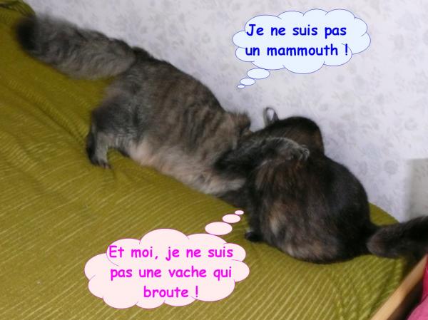 De l'eau dans le gaz