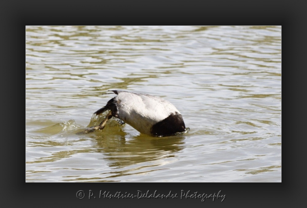 Jeux d'eau d'un fuligule milouin...