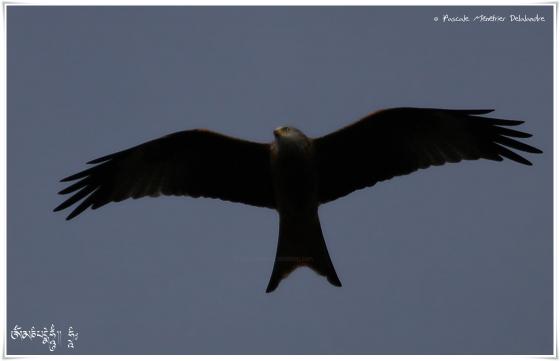 Milan noir - Milvus migrans - Black Kite