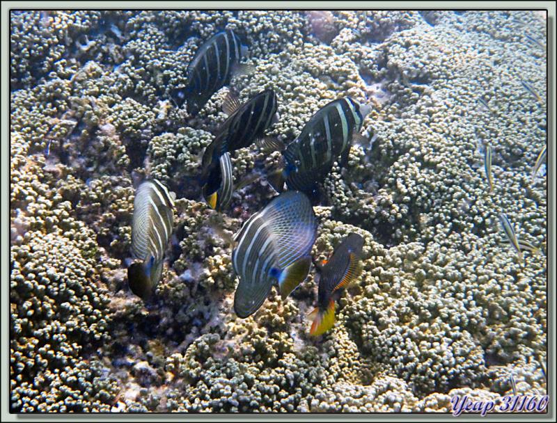 Poisson-chirurgien voilier (Zebrasoma veliferum)