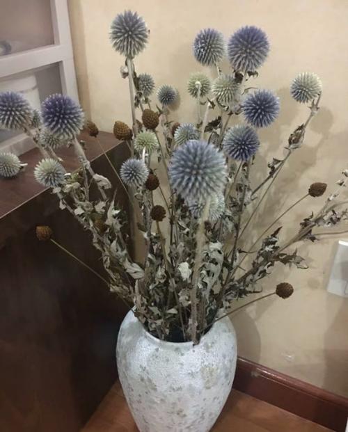 Fleurs cultivées : Panicaut