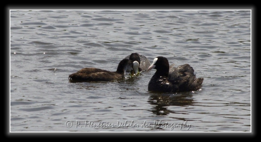 Famille Foulques en balade...