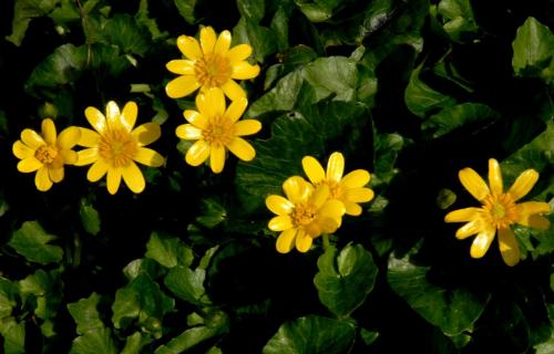 Fleurs cultivées : Renoncule
