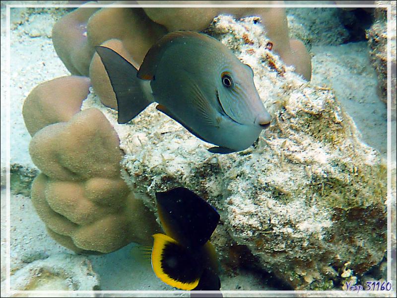 Poisson chirurgien à tête grise, Bluelined Surgeonfish (Acanthurus nigroris) - Lagon de la Pension Kuriri - Maupiti - Polynésie française
