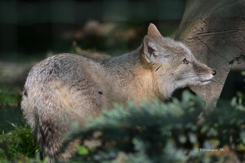 Ménagerie du Jardin des Plantes : Renard Corsac 