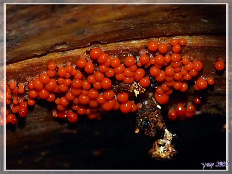 Micro champignon Hémitrichie trompeuse ou Trichie décevante (Trichia decipiens) - Bagnères de Luchon - 31