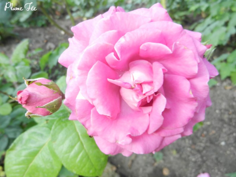 Image003.jpg