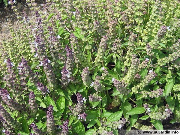 Plantes aromatiques  1ère partie