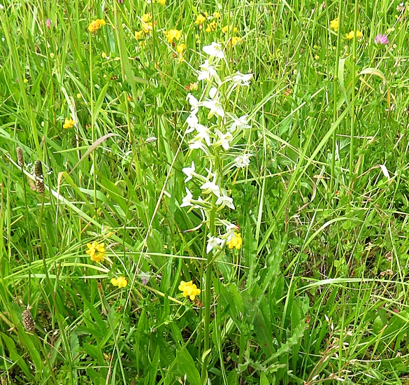 Les orchidées sauvages du Châtillonnais ont fleuri en grand nombre pendant ce printemps 2024