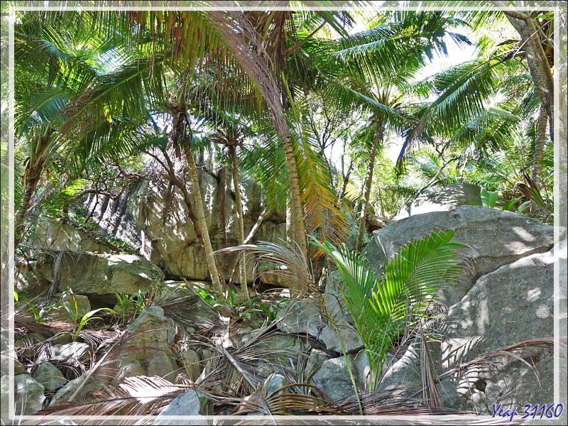 Départ pour une marche dans la forêt, impénétrable hors sentier, vers la Pointe Ramasse-tout et la plage d'Anse Cimetière - Ile Silhouette - Seychelles