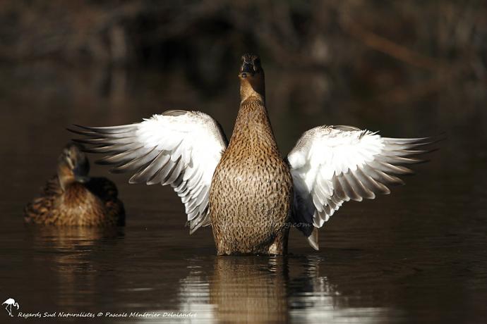 Canard colvert ♀