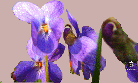 Your Blues de Alberto Blanco