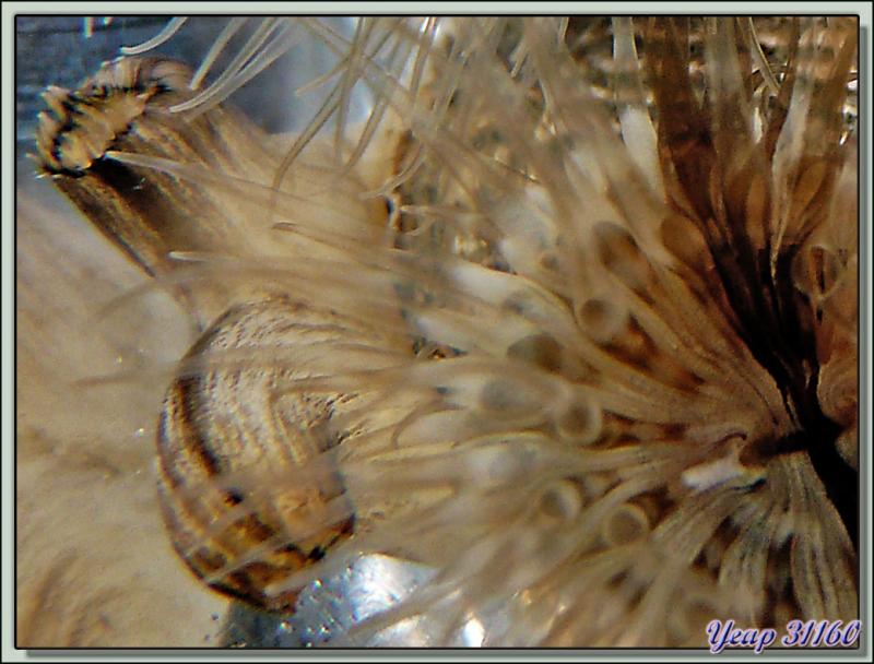 Anémones de mer sur palourdes en train de respirer - Ile de Ré - 17