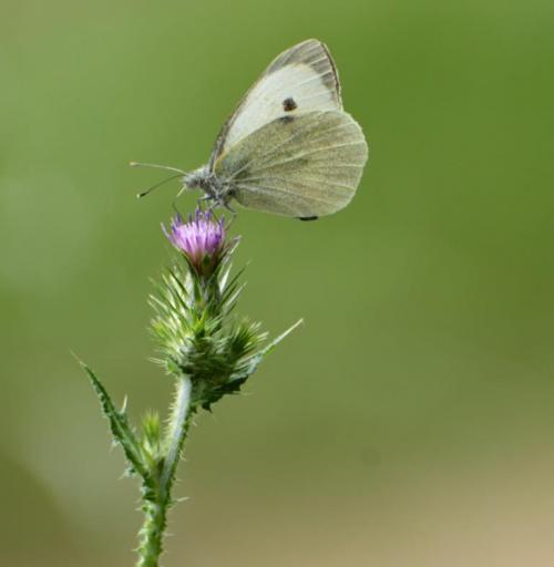 Randonnée "Au fil de l'eau" à NERS