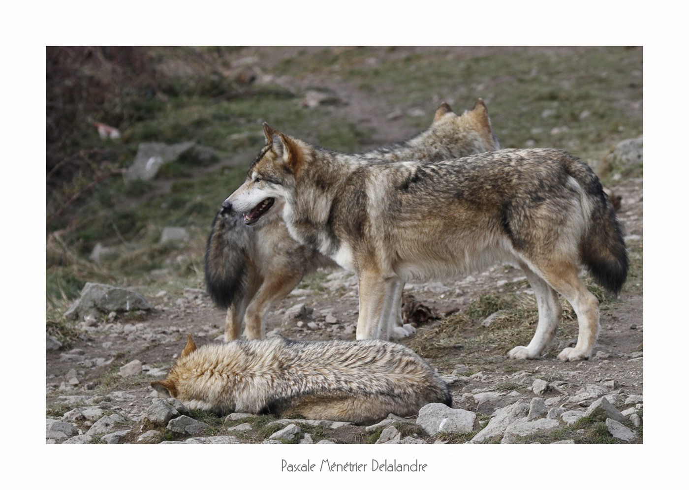Loups de Sibérie