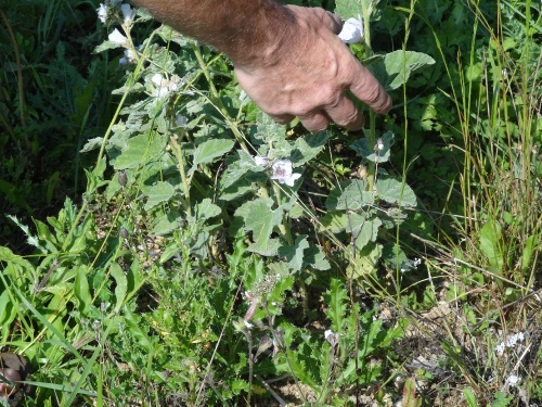 Un botaniste à Villemervry