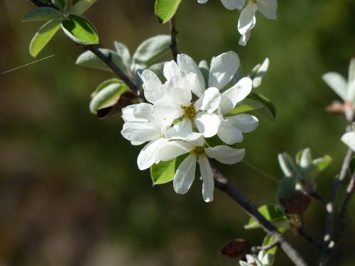 Monts Carpiagne et Saint Cyr