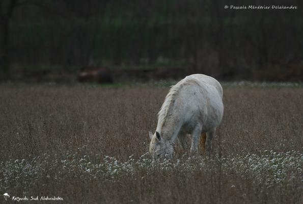 Chevaux de Camargue 