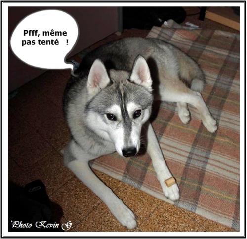 Javik (11 mois)