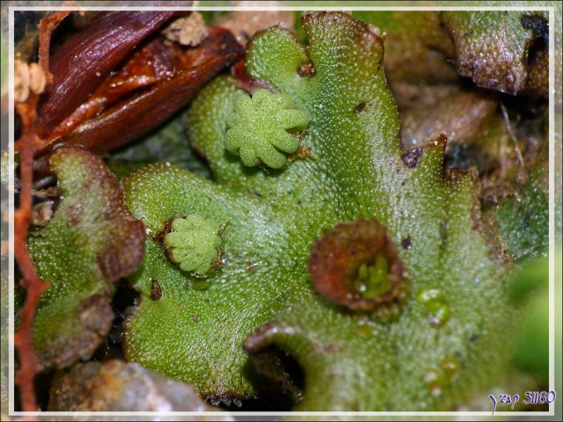 Macro sur une Hépatique à thalle (Marchantia polymorpha L.) - Lartigau - Milhas - 31