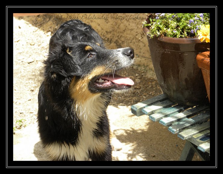 Gampo guette l'eau où qu'elle se trouve !