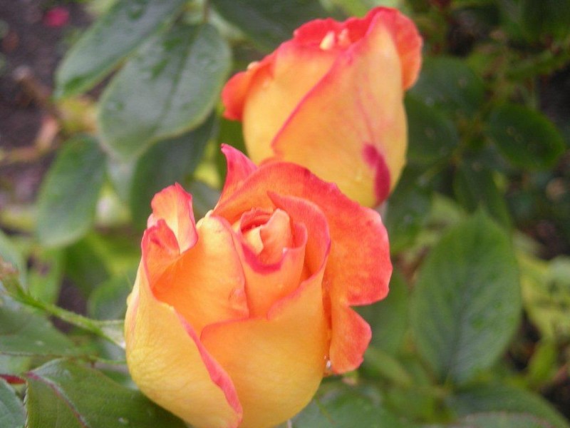 La vie en "roses" ...