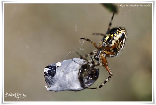 Epeire - Aculepeira armida pumila ♀