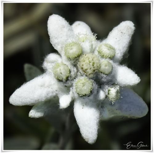 A la rencontre de l'Edelweiss