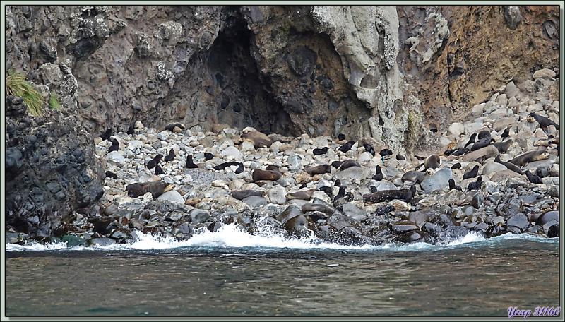 Otaries à fourrure subantarctique, ou Otarie d'Amsterdam, Subantarctic fur seals (Arctocephalus tropicalis ) - Nightingale Island - Tristan da Cunha