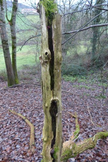 Langage arbustif :