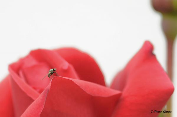 Florilège de pétales et de fruits , toujours de superbes photos de Jean-Pierre Gurga...