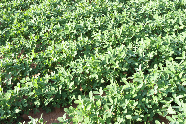 Légumes du mois de Juillet