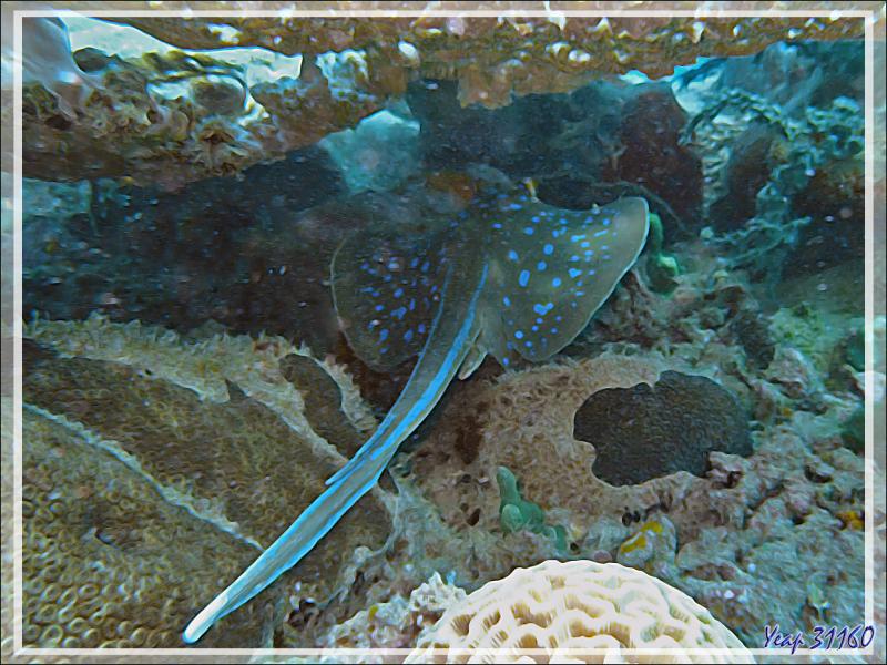Raie pastenague à points bleus, Raie à taches bleues, Bluespotted ribbontail ray, Bluespotted stingray (Taeniura lymma) - Antsoha (Rocher 4ème Frère) - Tsarabanjina - Mitsio - Madagascar