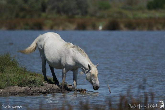 Cheval de Camargue... en Camargue