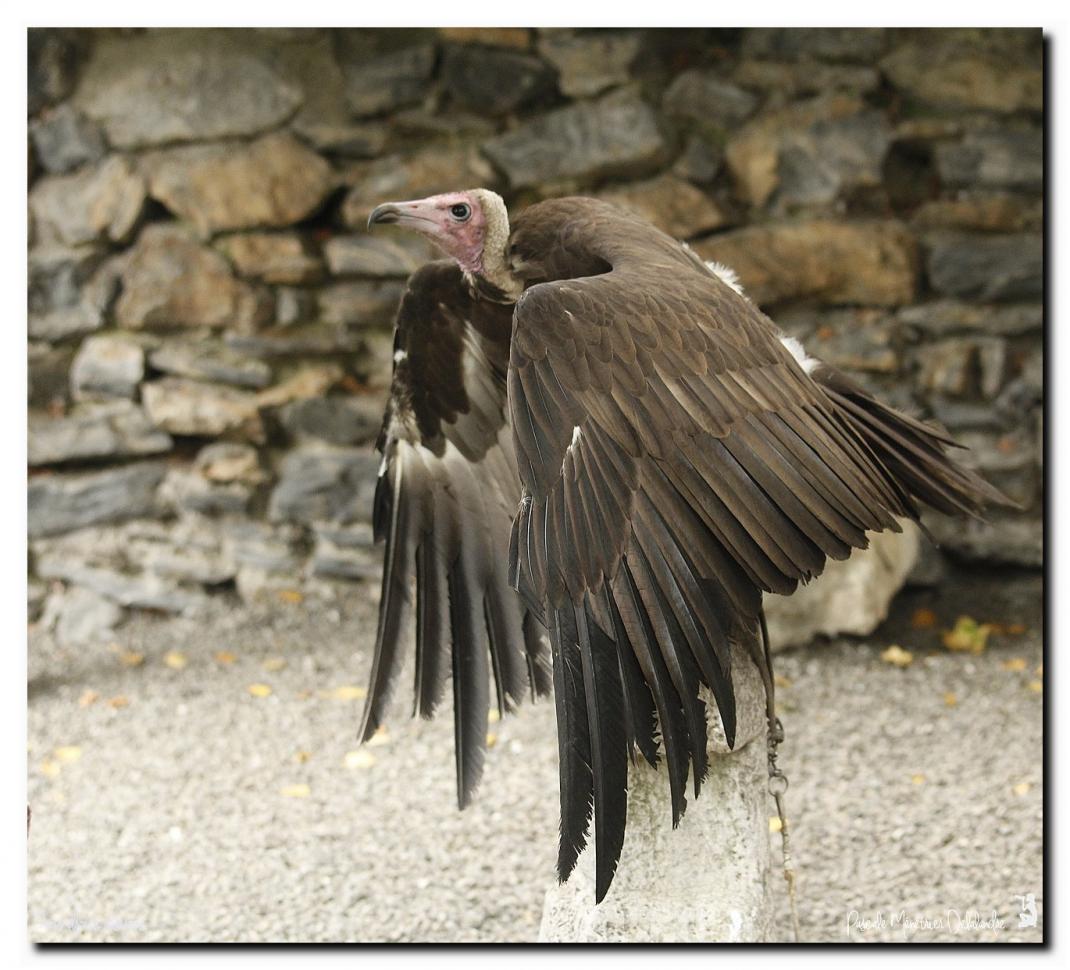 Vautour charognard ou Vautour à capuchon