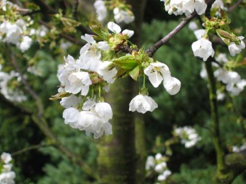 Arbre fruitier : Cerisier