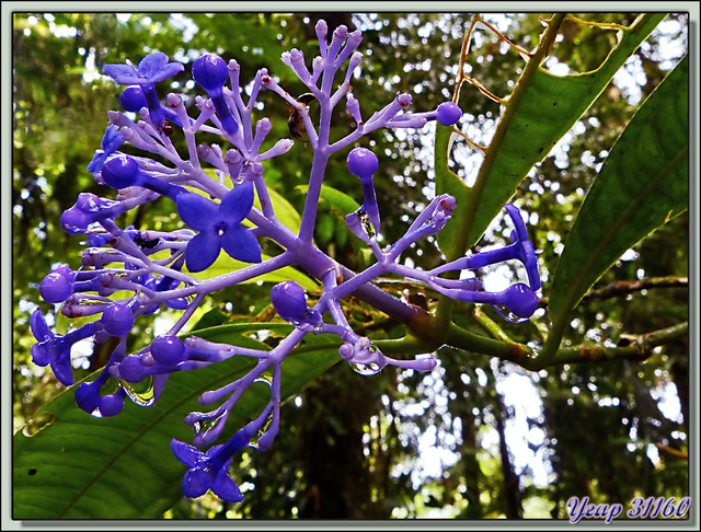 Blog de images-du-pays-des-ours : Images du Pays des Ours (et d'ailleurs ...), Fleur bleue à aspect cireux - Puerto Viejo de Talamanca - Costa Rica