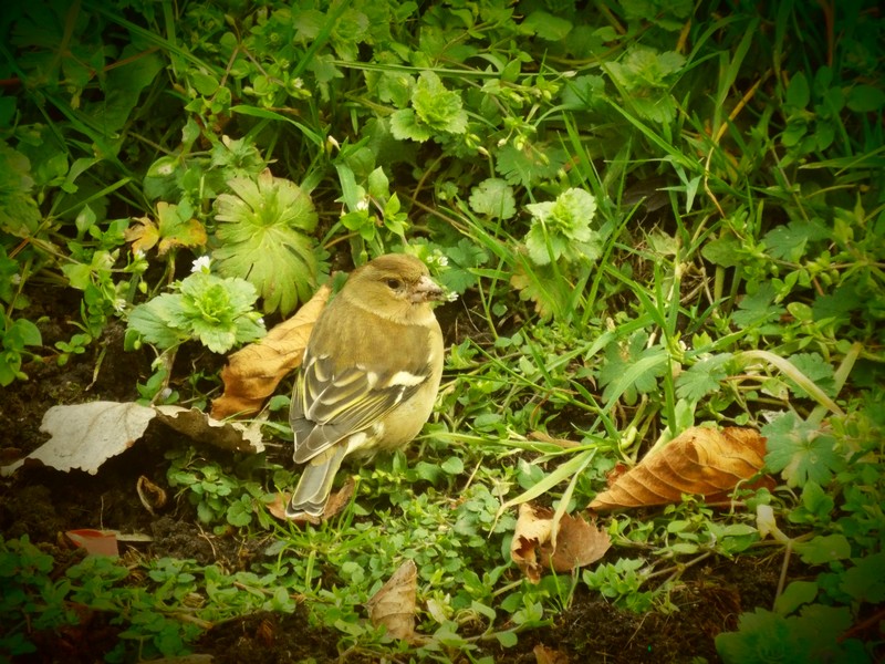 "Visites au jardin" ...