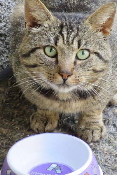 Familles nombreuses de chats