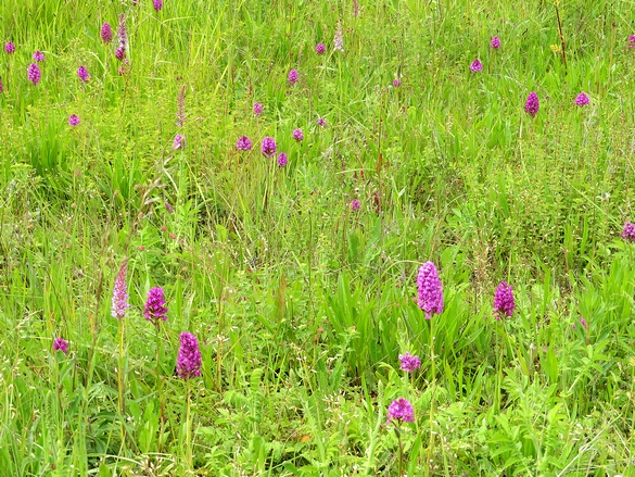 Les orchidées sauvages du Châtillonnais ont fleuri en grand nombre pendant ce printemps 2024