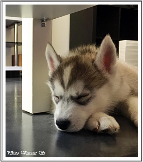 Portée de Joy (25 avril 2017)