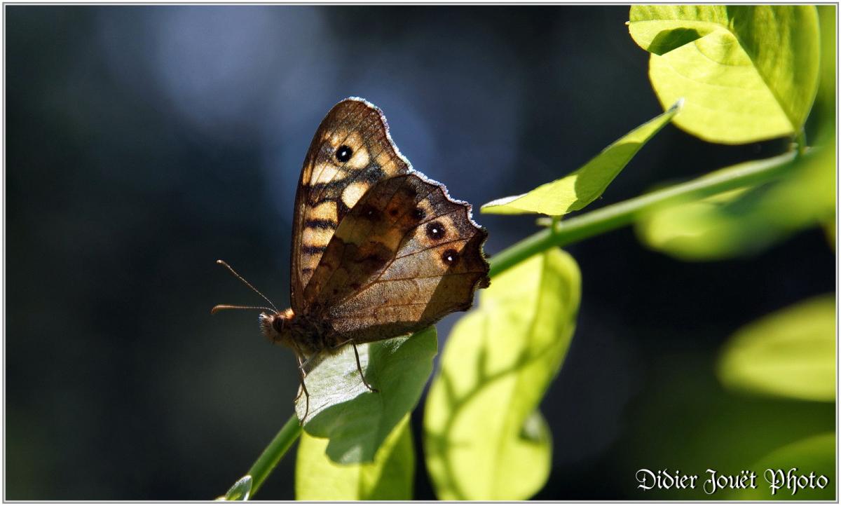 Papillons (1)