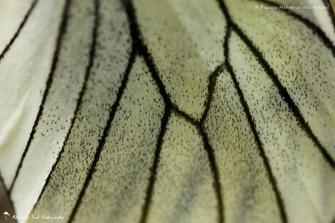 Le Gazé - Aporia crataegi L. - Pieridae