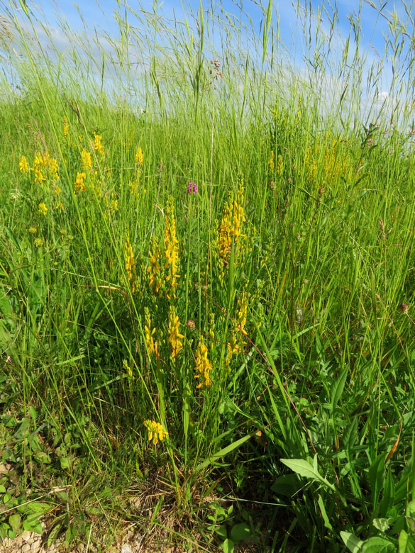 Les orchidées sauvages du Châtillonnais ont fleuri en grand nombre pendant ce printemps 2024