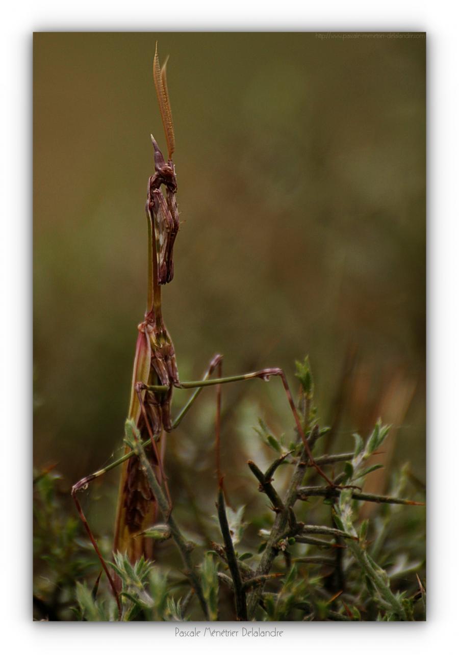 Empuse commune imago ♂ - Empusa pennata
