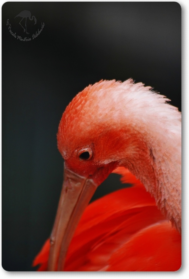 Portraits d'Ibis rouge...
