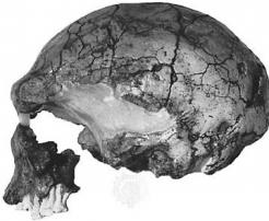 L'émergence des "Hommes Anatomiquement Modernes"