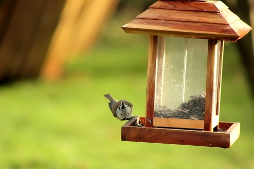 Une nouvelle et jolie visiteuse de mon jardin...